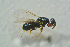  ( - BC-ZSM-HYM-27768-B11)  @13 [ ] CreativeCommons - Attribution Non-Commercial Share-Alike (2015) Stefan Schmidt SNSB, Zoologische Staatssammlung Muenchen