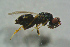  (Tetrastichus atratulus - BC-ZSM-HYM-27768-E06)  @14 [ ] CreativeCommons - Attribution Non-Commercial Share-Alike (2015) Stefan Schmidt SNSB, Zoologische Staatssammlung Muenchen