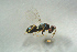 ( - BC-ZSM-HYM-27768-G04)  @12 [ ] CreativeCommons - Attribution Non-Commercial Share-Alike (2015) Stefan Schmidt SNSB, Zoologische Staatssammlung Muenchen