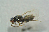  ( - BC-ZSM-HYM-27768-G07)  @12 [ ] CreativeCommons - Attribution Non-Commercial Share-Alike (2015) Stefan Schmidt SNSB, Zoologische Staatssammlung Muenchen