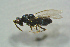  ( - BC-ZSM-HYM-27768-G08)  @13 [ ] CreativeCommons - Attribution Non-Commercial Share-Alike (2015) Stefan Schmidt SNSB, Zoologische Staatssammlung Muenchen