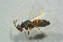  (Tetrastichus lycus - BC-ZSM-HYM-27768-G09)  @13 [ ] CreativeCommons - Attribution Non-Commercial Share-Alike (2015) Stefan Schmidt SNSB, Zoologische Staatssammlung Muenchen