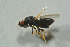  ( - BC-ZSM-HYM-27768-H06)  @12 [ ] CreativeCommons - Attribution Non-Commercial Share-Alike (2015) Stefan Schmidt SNSB, Zoologische Staatssammlung Muenchen