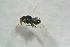  ( - BC-ZSM-HYM-27769-B09)  @12 [ ] CreativeCommons - Attribution Non-Commercial Share-Alike (2015) Stefan Schmidt SNSB, Zoologische Staatssammlung Muenchen