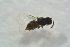  ( - BC-ZSM-HYM-27769-B12)  @12 [ ] CreativeCommons - Attribution Non-Commercial Share-Alike (2015) Stefan Schmidt SNSB, Zoologische Staatssammlung Muenchen