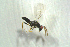  (Oomyzus propodealis - BC-ZSM-HYM-27769-C05)  @12 [ ] CreativeCommons - Attribution Non-Commercial Share-Alike (2015) Stefan Schmidt SNSB, Zoologische Staatssammlung Muenchen