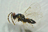  (Tetrastichus argutus - BC-ZSM-HYM-27769-C12)  @14 [ ] CreativeCommons - Attribution Non-Commercial Share-Alike (2015) Stefan Schmidt SNSB, Zoologische Staatssammlung Muenchen