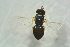 ( - BC-ZSM-HYM-27769-D05)  @13 [ ] CreativeCommons - Attribution Non-Commercial Share-Alike (2015) Stefan Schmidt SNSB, Zoologische Staatssammlung Muenchen