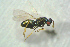  ( - BC-ZSM-HYM-27769-D08)  @12 [ ] CreativeCommons - Attribution Non-Commercial Share-Alike (2015) Stefan Schmidt SNSB, Zoologische Staatssammlung Muenchen