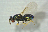  ( - BC-ZSM-HYM-27769-D11)  @13 [ ] CreativeCommons - Attribution Non-Commercial Share-Alike (2015) Stefan Schmidt SNSB, Zoologische Staatssammlung Muenchen