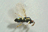  ( - BC-ZSM-HYM-27769-E03)  @12 [ ] CreativeCommons - Attribution Non-Commercial Share-Alike (2015) Stefan Schmidt SNSB, Zoologische Staatssammlung Muenchen