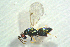  (Tetrastichus suecus - BC-ZSM-HYM-27769-E04)  @13 [ ] CreativeCommons - Attribution Non-Commercial Share-Alike (2015) Stefan Schmidt SNSB, Zoologische Staatssammlung Muenchen