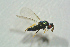  ( - BC-ZSM-HYM-27769-F04)  @12 [ ] CreativeCommons - Attribution Non-Commercial Share-Alike (2015) Stefan Schmidt SNSB, Zoologische Staatssammlung Muenchen