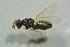  ( - BC-ZSM-HYM-27769-F09)  @13 [ ] CreativeCommons - Attribution Non-Commercial Share-Alike (2015) Stefan Schmidt SNSB, Zoologische Staatssammlung Muenchen