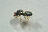  ( - BC-ZSM-HYM-27769-G11)  @12 [ ] CreativeCommons - Attribution Non-Commercial Share-Alike (2015) Stefan Schmidt SNSB, Zoologische Staatssammlung Muenchen