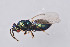  ( - BC-ZSM-HYM-29750-C05)  @11 [ ] CreativeCommons - Attribution Non-Commercial Share-Alike (2017) SNSB, Staatliche Naturwissenschaftliche Sammlungen Bayerns ZSM (SNSB, Zoologische Staatssammlung Muenchen)