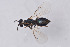  ( - BC-ZSM-HYM-29750-D05)  @12 [ ] CreativeCommons - Attribution Non-Commercial Share-Alike (2017) SNSB, Staatliche Naturwissenschaftliche Sammlungen Bayerns ZSM (SNSB, Zoologische Staatssammlung Muenchen)