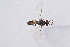  ( - BC-ZSM-HYM-29750-E09)  @12 [ ] CreativeCommons - Attribution Non-Commercial Share-Alike (2017) SNSB, Staatliche Naturwissenschaftliche Sammlungen Bayerns ZSM (SNSB, Zoologische Staatssammlung Muenchen)