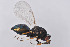  ( - BC-ZSM-HYM-29750-F02)  @11 [ ] CreativeCommons - Attribution Non-Commercial Share-Alike (2017) SNSB, Staatliche Naturwissenschaftliche Sammlungen Bayerns ZSM (SNSB, Zoologische Staatssammlung Muenchen)