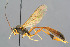  ( - BC-ZSM-HYM-29762-B06)  @13 [ ] CreativeCommons - Attribution Non-Commercial Share-Alike (2017) SNSB, Staatliche Naturwissenschaftliche Sammlungen Bayerns ZSM (SNSB, Zoologische Staatssammlung Muenchen)
