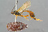  ( - BC-ZSM-HYM-29762-B10)  @11 [ ] CreativeCommons - Attribution Non-Commercial Share-Alike (2017) SNSB, Staatliche Naturwissenschaftliche Sammlungen Bayerns ZSM (SNSB, Zoologische Staatssammlung Muenchen)