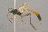  ( - BC-ZSM-HYM-29762-B11)  @15 [ ] CreativeCommons - Attribution Non-Commercial Share-Alike (2017) SNSB, Staatliche Naturwissenschaftliche Sammlungen Bayerns ZSM (SNSB, Zoologische Staatssammlung Muenchen)