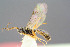  ( - BC-ZSM-HYM-29762-G02)  @11 [ ] CreativeCommons - Attribution Non-Commercial Share-Alike (2017) SNSB, Staatliche Naturwissenschaftliche Sammlungen Bayerns ZSM (SNSB, Zoologische Staatssammlung Muenchen)