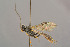  ( - BC-ZSM-HYM-29764-B10)  @11 [ ] CreativeCommons - Attribution Non-Commercial Share-Alike (2017) SNSB, Staatliche Naturwissenschaftliche Sammlungen Bayerns ZSM (SNSB, Zoologische Staatssammlung Muenchen)