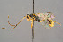  ( - BC-ZSM-HYM-29764-B11)  @11 [ ] CreativeCommons - Attribution Non-Commercial Share-Alike (2017) SNSB, Staatliche Naturwissenschaftliche Sammlungen Bayerns ZSM (SNSB, Zoologische Staatssammlung Muenchen)