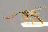  (Exyston subnitidus - BC-ZSM-HYM-29764-C07)  @15 [ ] CreativeCommons - Attribution Non-Commercial Share-Alike (2017) SNSB, Staatliche Naturwissenschaftliche Sammlungen Bayerns ZSM (SNSB, Zoologische Staatssammlung Muenchen)