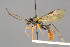  (Exyston pratorum - BC-ZSM-HYM-29764-D01)  @15 [ ] CreativeCommons - Attribution Non-Commercial Share-Alike (2017) SNSB, Staatliche Naturwissenschaftliche Sammlungen Bayerns ZSM (SNSB, Zoologische Staatssammlung Muenchen)