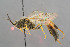  (Erigorgus femorator - BC-ZSM-HYM-29764-F04)  @11 [ ] CreativeCommons - Attribution Non-Commercial Share-Alike (2017) SNSB, Staatliche Naturwissenschaftliche Sammlungen Bayerns ZSM (SNSB, Zoologische Staatssammlung Muenchen)