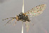  ( - BC-ZSM-HYM-29764-F07)  @11 [ ] CreativeCommons - Attribution Non-Commercial Share-Alike (2017) SNSB, Staatliche Naturwissenschaftliche Sammlungen Bayerns ZSM (SNSB, Zoologische Staatssammlung Muenchen)