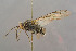  ( - BC-ZSM-HYM-29764-F08)  @11 [ ] CreativeCommons - Attribution Non-Commercial Share-Alike (2017) SNSB, Staatliche Naturwissenschaftliche Sammlungen Bayerns ZSM (SNSB, Zoologische Staatssammlung Muenchen)