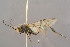  ( - BC-ZSM-HYM-29764-F09)  @11 [ ] CreativeCommons - Attribution Non-Commercial Share-Alike (2017) SNSB, Staatliche Naturwissenschaftliche Sammlungen Bayerns ZSM (SNSB, Zoologische Staatssammlung Muenchen)