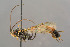  ( - BC-ZSM-HYM-29764-H04)  @14 [ ] CreativeCommons - Attribution Non-Commercial Share-Alike (2017) SNSB, Staatliche Naturwissenschaftliche Sammlungen Bayerns ZSM (SNSB, Zoologische Staatssammlung Muenchen)