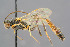  ( - BC-ZSM-HYM-29764-H07)  @11 [ ] CreativeCommons - Attribution Non-Commercial Share-Alike (2017) SNSB, Staatliche Naturwissenschaftliche Sammlungen Bayerns ZSM (SNSB, Zoologische Staatssammlung Muenchen)