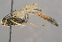  ( - BC-ZSM-HYM-29764-H08)  @11 [ ] CreativeCommons - Attribution Non-Commercial Share-Alike (2017) SNSB, Staatliche Naturwissenschaftliche Sammlungen Bayerns ZSM (SNSB, Zoologische Staatssammlung Muenchen)