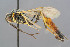  ( - BC-ZSM-HYM-29764-H09)  @11 [ ] CreativeCommons - Attribution Non-Commercial Share-Alike (2017) SNSB, Staatliche Naturwissenschaftliche Sammlungen Bayerns ZSM (SNSB, Zoologische Staatssammlung Muenchen)