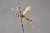  (Scopesis guttiger - BC-ZSM-HYM-29766-A02)  @13 [ ] CreativeCommons - Attribution Non-Commercial Share-Alike (2018) SNSB, Staatliche Naturwissenschaftliche Sammlungen Bayerns ZSM (SNSB, Zoologische Staatssammlung Muenchen)