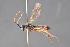 ( - BC-ZSM-HYM-29766-A03)  @15 [ ] CreativeCommons - Attribution Non-Commercial Share-Alike (2018) SNSB, Staatliche Naturwissenschaftliche Sammlungen Bayerns ZSM (SNSB, Zoologische Staatssammlung Muenchen)