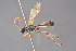  (Scopesis tarsatae - BC-ZSM-HYM-29766-A04)  @15 [ ] CreativeCommons - Attribution Non-Commercial Share-Alike (2018) SNSB, Staatliche Naturwissenschaftliche Sammlungen Bayerns ZSM (SNSB, Zoologische Staatssammlung Muenchen)