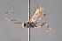  (Scopesis bicolor - BC-ZSM-HYM-29766-A05)  @14 [ ] CreativeCommons - Attribution Non-Commercial Share-Alike (2018) SNSB, Staatliche Naturwissenschaftliche Sammlungen Bayerns ZSM (SNSB, Zoologische Staatssammlung Muenchen)