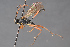  (Scopesis - BC-ZSM-HYM-29766-A12)  @15 [ ] CreativeCommons - Attribution Non-Commercial Share-Alike (2018) SNSB, Staatliche Naturwissenschaftliche Sammlungen Bayerns ZSM (SNSB, Zoologische Staatssammlung Muenchen)