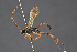  ( - BC-ZSM-HYM-29766-B05)  @11 [ ] CreativeCommons - Attribution Non-Commercial Share-Alike (2018) SNSB, Staatliche Naturwissenschaftliche Sammlungen Bayerns ZSM (SNSB, Zoologische Staatssammlung Muenchen)