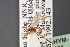  ( - BC-ZSM-HYM-29766-C06)  @12 [ ] CreativeCommons - Attribution Non-Commercial Share-Alike (2018) SNSB, Staatliche Naturwissenschaftliche Sammlungen Bayerns ZSM (SNSB, Zoologische Staatssammlung Muenchen)