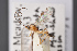  ( - BC-ZSM-HYM-29766-C07)  @12 [ ] CreativeCommons - Attribution Non-Commercial Share-Alike (2018) SNSB, Staatliche Naturwissenschaftliche Sammlungen Bayerns ZSM (SNSB, Zoologische Staatssammlung Muenchen)