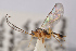  ( - BC-ZSM-HYM-29766-C12)  @11 [ ] CreativeCommons - Attribution Non-Commercial Share-Alike (2018) SNSB, Staatliche Naturwissenschaftliche Sammlungen Bayerns ZSM (SNSB, Zoologische Staatssammlung Muenchen)