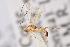  (Mesochorus faciator - BC-ZSM-HYM-29766-D01)  @14 [ ] CreativeCommons - Attribution Non-Commercial Share-Alike (2018) SNSB, Staatliche Naturwissenschaftliche Sammlungen Bayerns ZSM (SNSB, Zoologische Staatssammlung Muenchen)