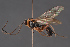  ( - BC-ZSM-HYM-29766-D11)  @11 [ ] CreativeCommons - Attribution Non-Commercial Share-Alike (2018) SNSB, Staatliche Naturwissenschaftliche Sammlungen Bayerns ZSM (SNSB, Zoologische Staatssammlung Muenchen)
